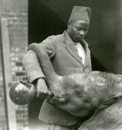 Young African Elephant Kiberenge being given a drink by Darisha while Syed Ali looks on in the background, London Zoo, September 1923 by Frederick William Bond